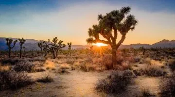 Watch the sunset is on of the top things to do in Joshua Tree National Park
