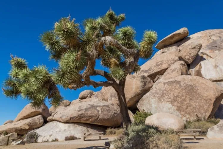 Cap rock picnic area at Joshua Tree national park