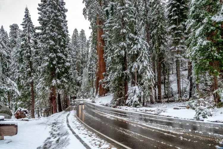 Giant Sequoia Trees in Sequoia National Park USA