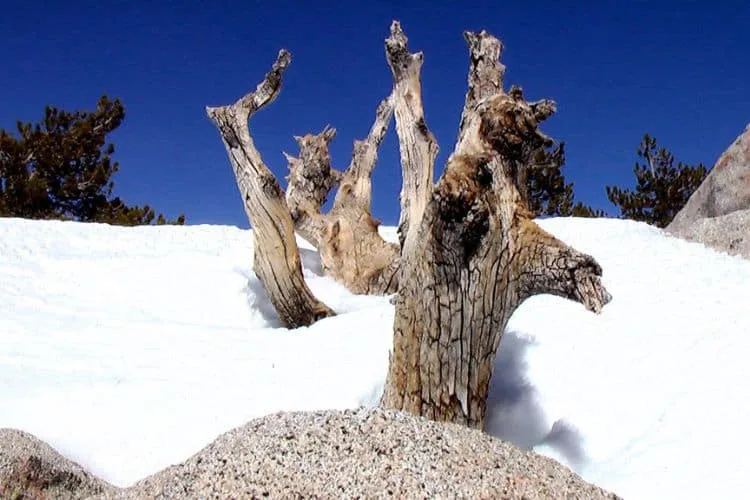 Palm Springs Mt. San Jacinto State Park