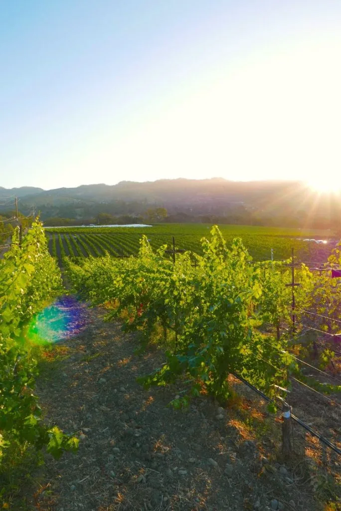 Sonoma California 684x1024