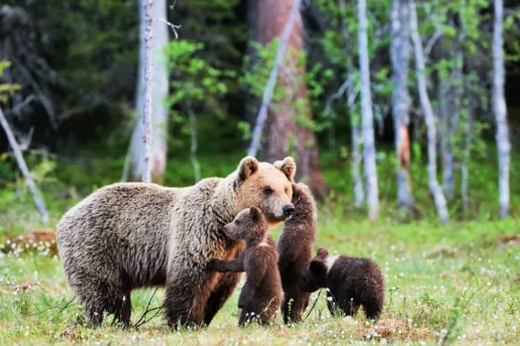 Activities in Anchorage for kids