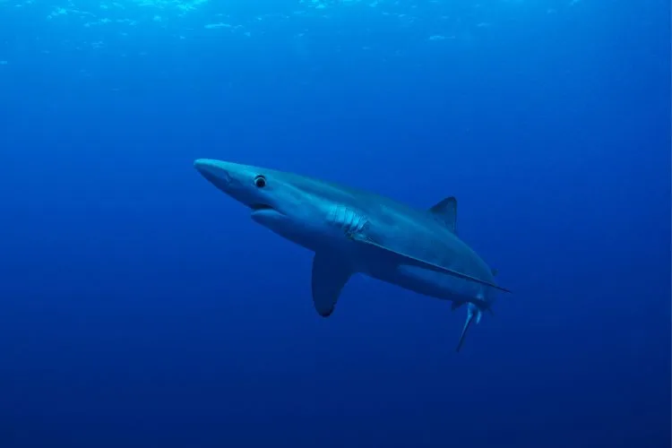 Blue shark