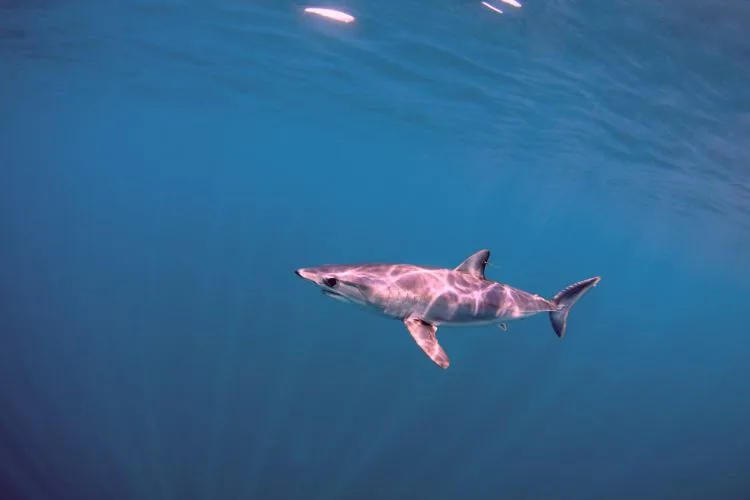 Mako shark in Croatia