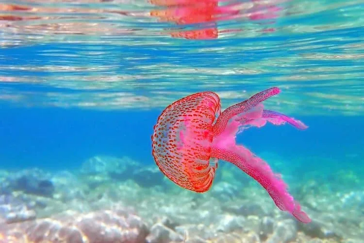 Mauve Stinger or Pelagia noctiluca