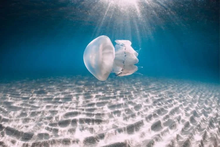 Sea Life with Jellyfish Underwater in Blue Sea with Sandy Bottom