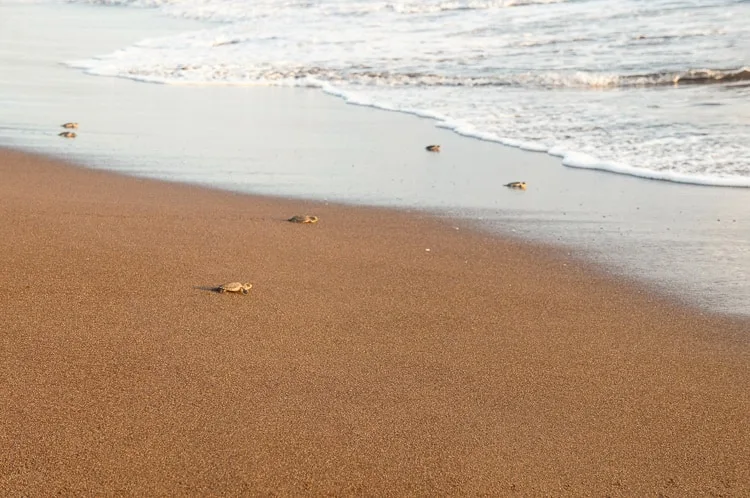 Turtle Nesting in Costa Rica