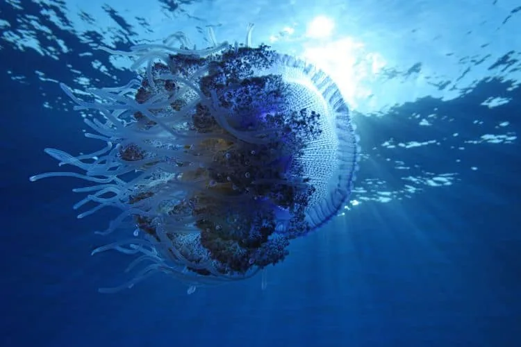 cauliflower jellyfish or Cephea cephea