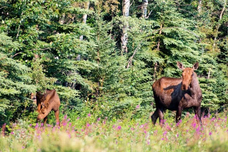 kids activities Anchorage Alaska