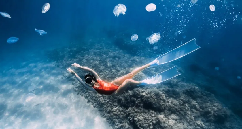 Are there Jellyfish in Croatia? All You Need to Know (2024)