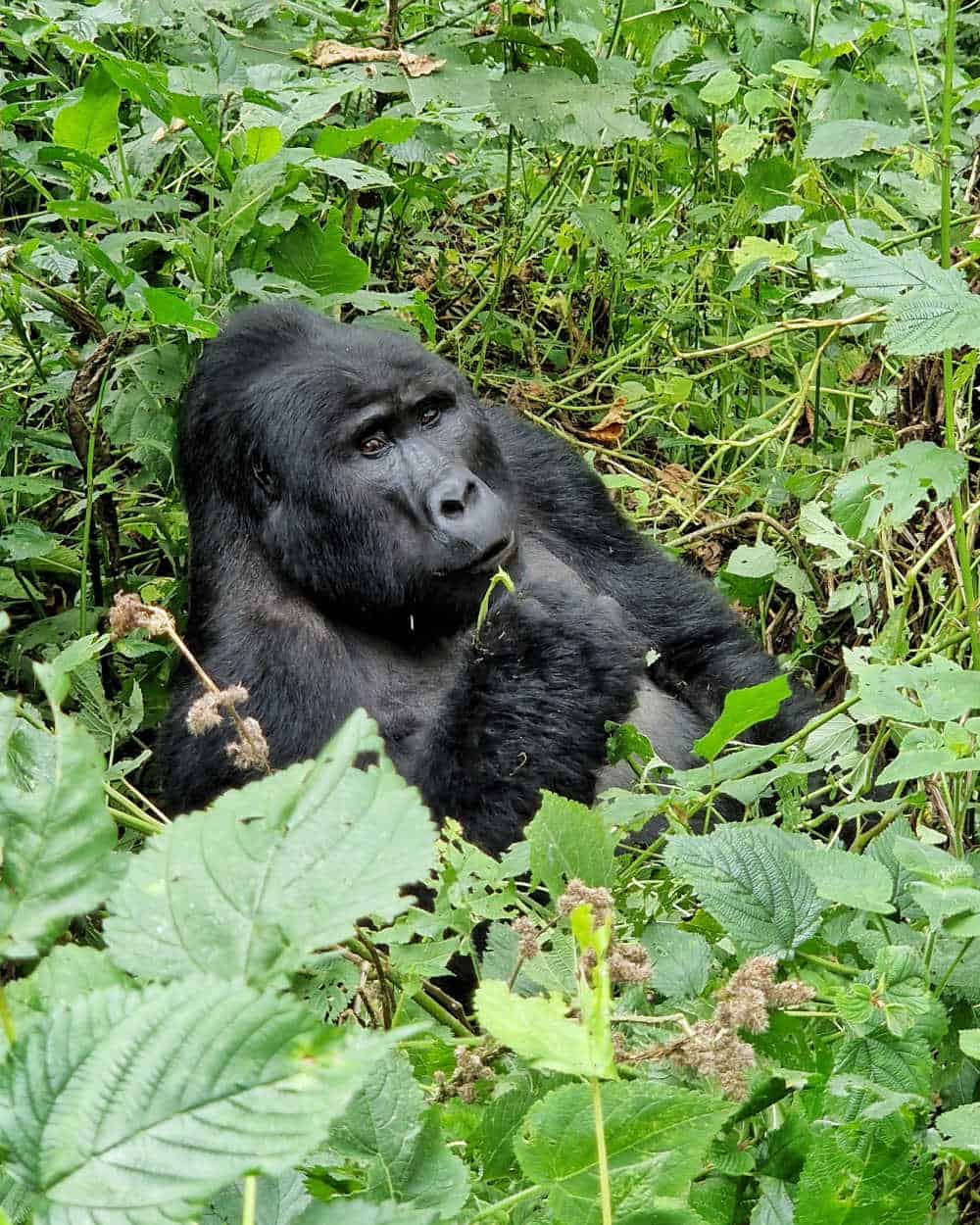 Imagen del sitio web