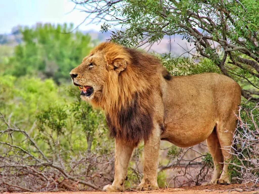 Leon Safari en Sudafrica 1024x768