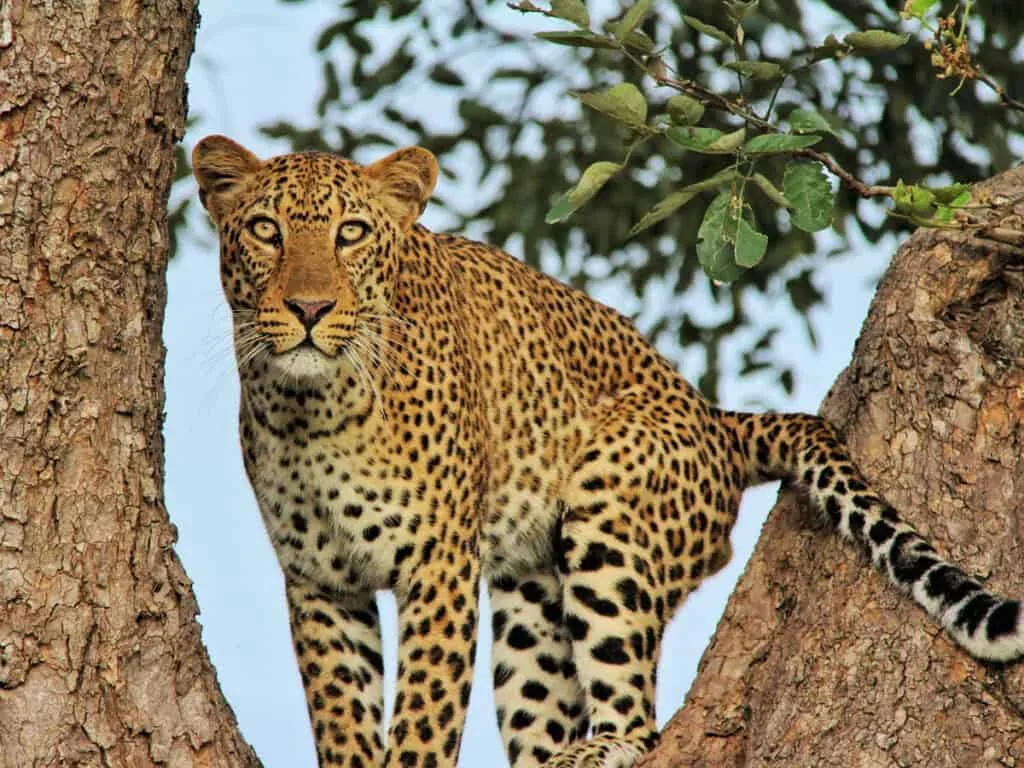 Leopardo safari Zambia 1024x768