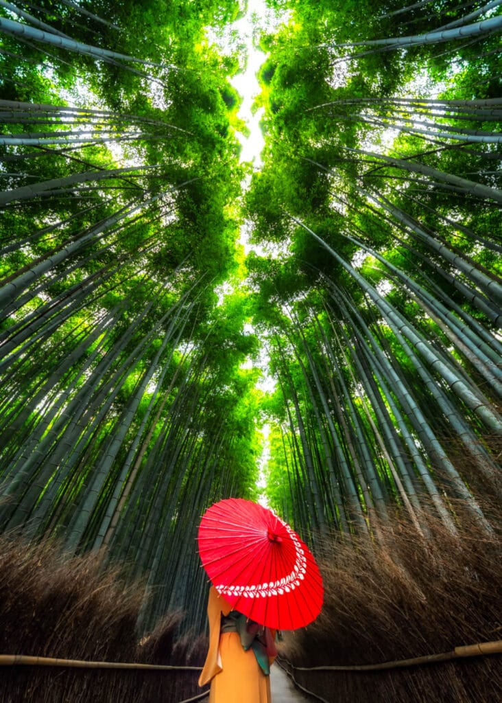 Bamboo forest Day trips from Kyoto