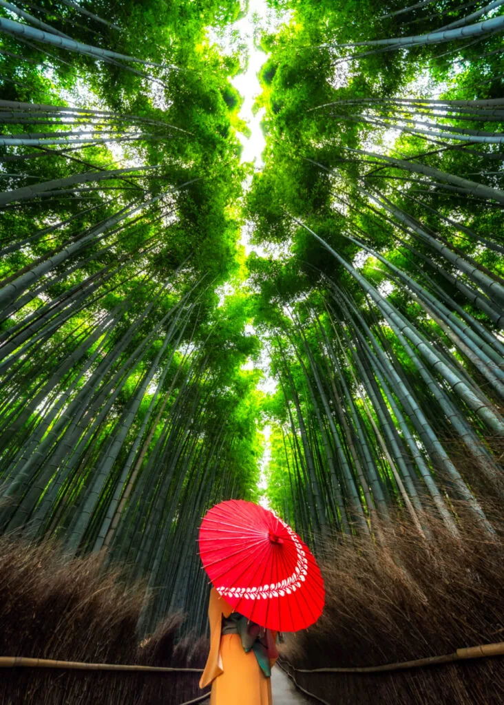 Bamboo forest Day trips from Kyoto 732x1024