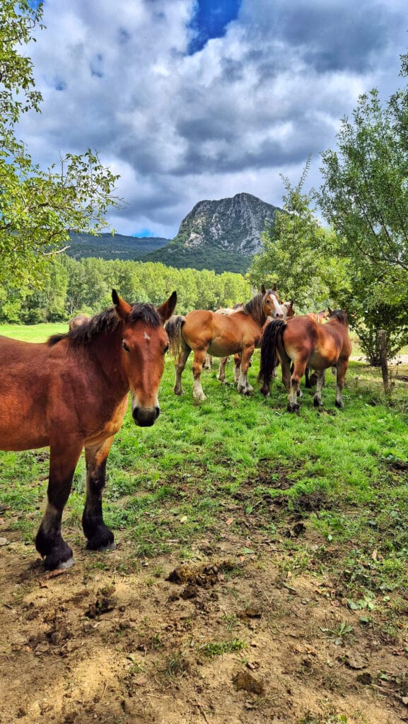 Camino de la Sakana Navarra 577x1024