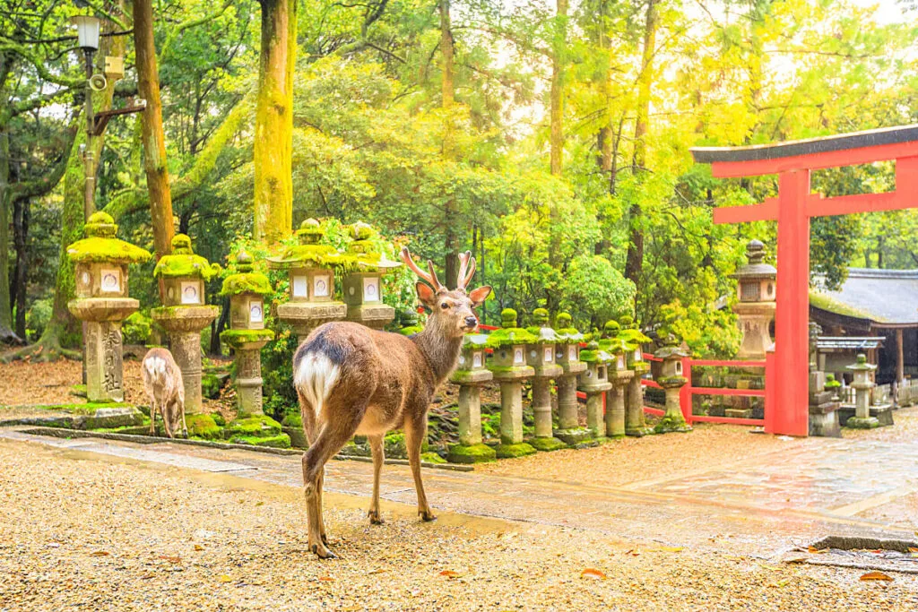 Nara deer in Japan 1024x683