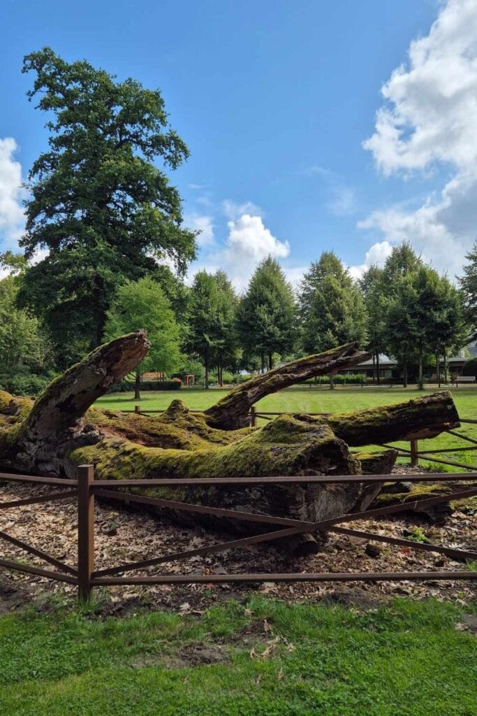 Arbol centenario del jardin botanico de Munster Alemania 683x1024