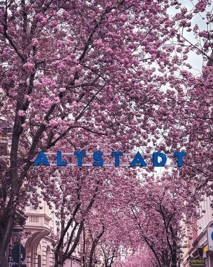 Flores rosas primavera Bonn 819x1024